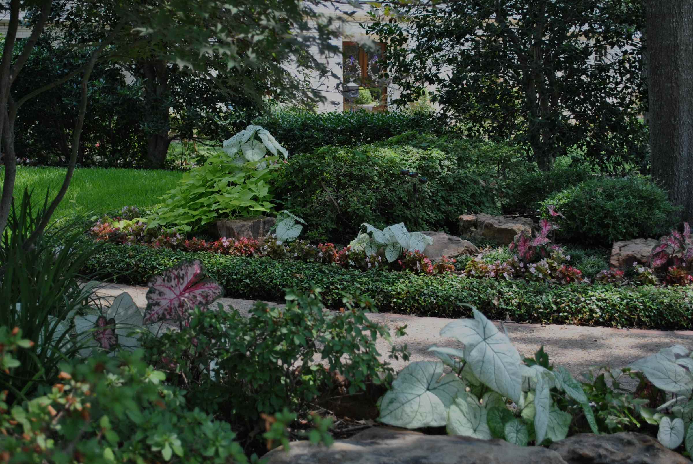 Shaded bed of caladiums, begonias and boxwood edging a Frisco lawn