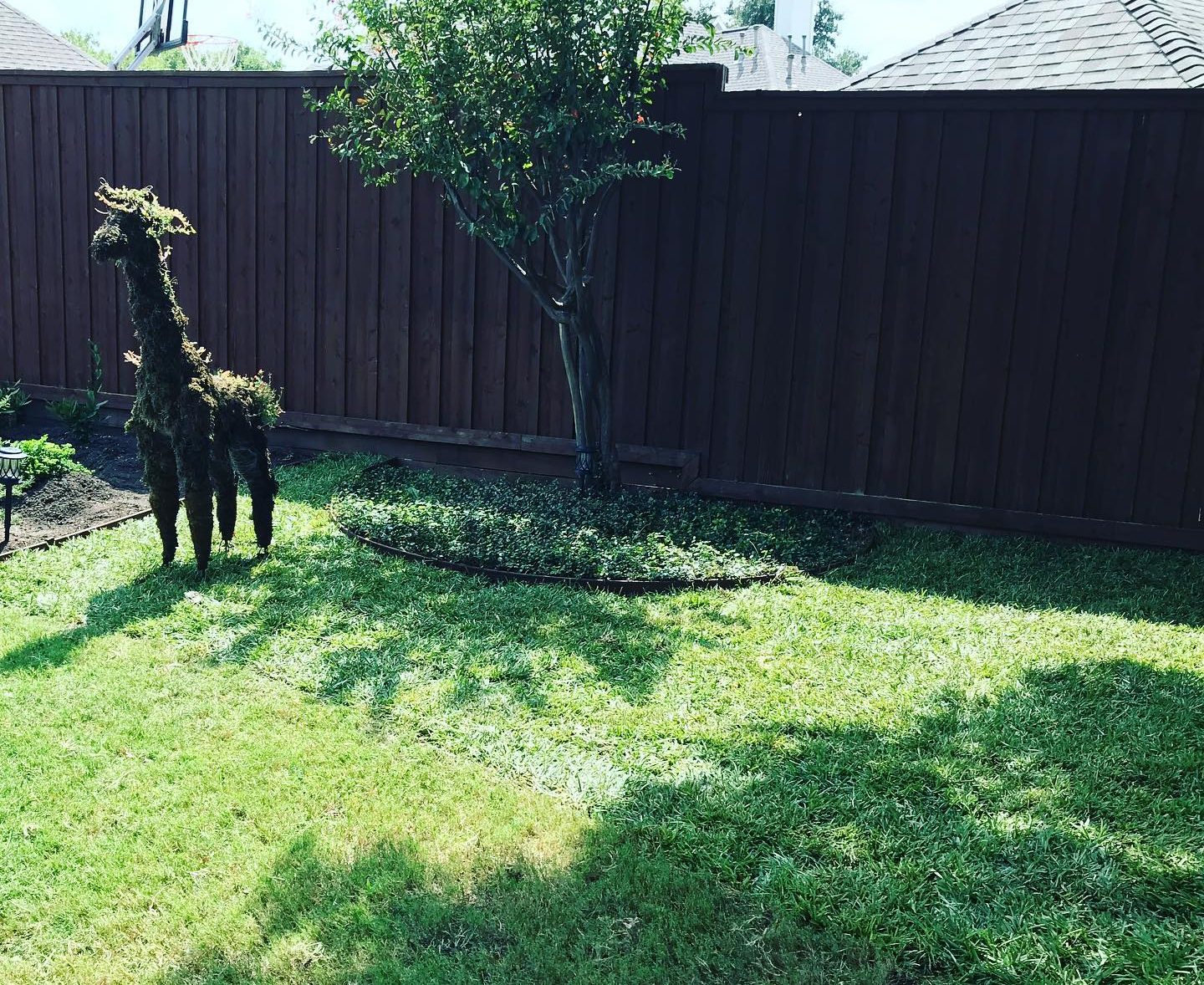 Fresh sod installed across a graded lawn